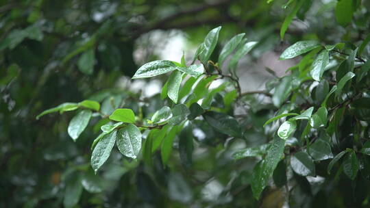 雨中绿叶特写