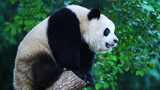大熊猫爬树桩高清在线视频素材下载