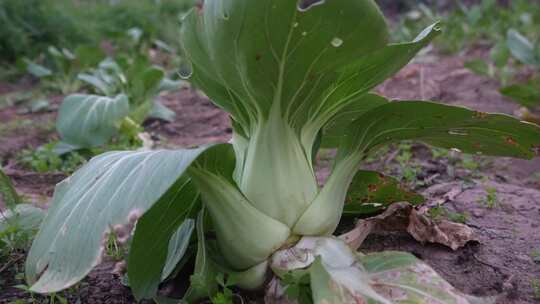 蔬菜种植  有机蔬菜 绿色 青菜 菜地  菜园