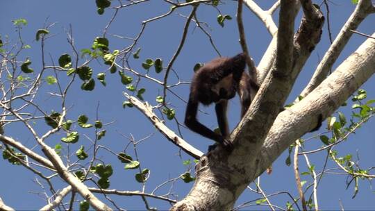 蜘蛛猴喝水通过从树洞中舀水