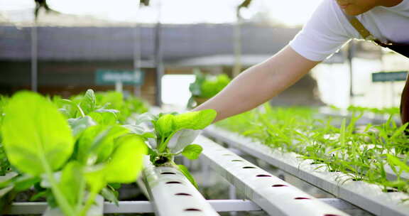 亚洲农民检查根有机水培蔬菜种植农场