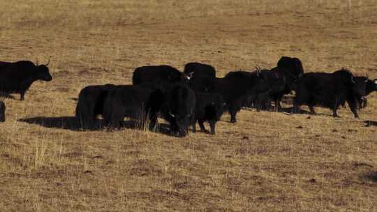 若尔盖草原牧场放牧牦牛牛群视频素材模板下载
