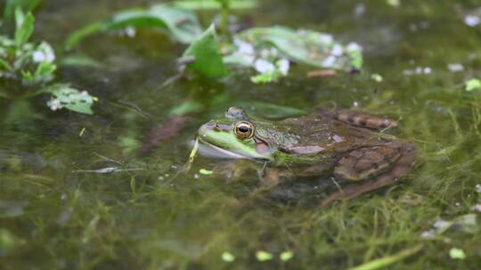 雨中池塘里的青蛙