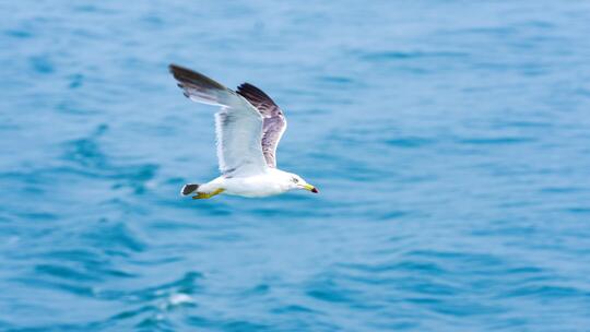海上飞翔的海鸥海鸟
