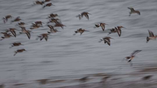 深圳湾飞行觅食的黑尾塍鹬群、鹬鸻群、鸟群