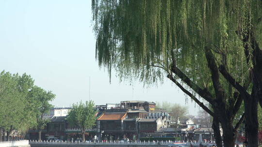 北京什刹海春天风景绿色可调色