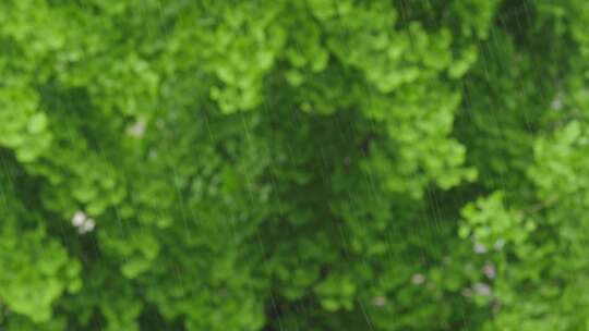 4K拍摄梅雨季节唯美雨景雨珠特写