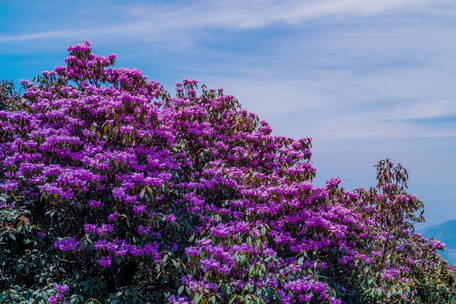 龙舟山杜鹃花