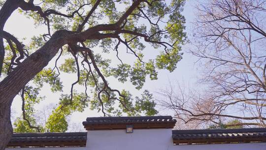 中式园林庭院建筑风景