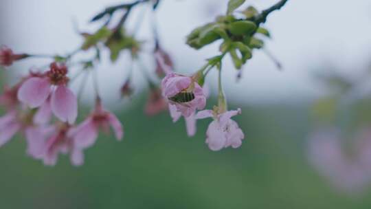 蜜蜂在樱花上采蜜