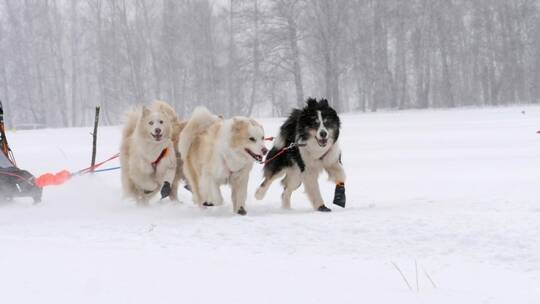 哈士奇雪橇狗慢跑