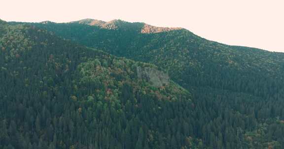 航拍针叶林山峰