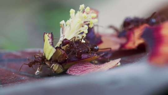 红蚁群从红芙蓉掉落的雌蕊中收获食物视频素材模板下载