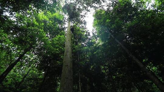 雨后山林