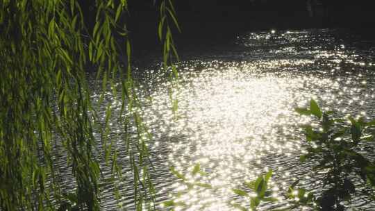夕阳下风吹柳树湖面星光斑斓