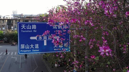 航拍国内柳州市紫荆花
