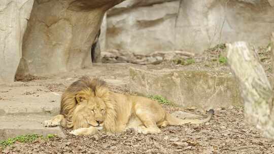 动物园里的狮子视频素材模板下载