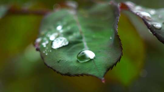 春天下雨天树叶雨滴水滴水珠的治愈风景