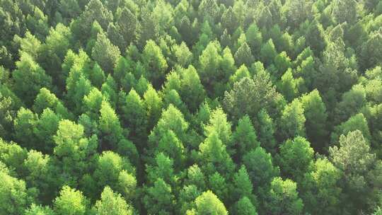 航拍绿色落叶松松林