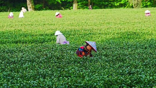 杭州西湖云溪竹径龙井茶园茶叶大景