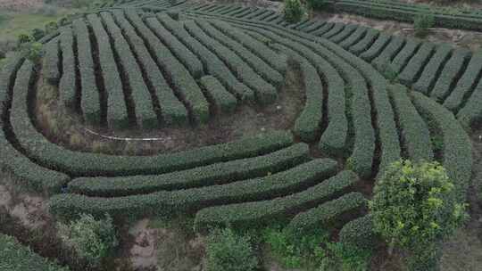 茶山 多人采茶 茶山航拍 自然风景