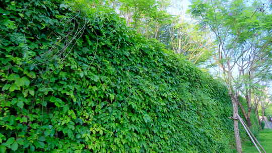 围墙 爬山虎 绿叶墙 藤蔓