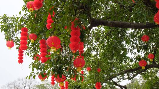 春节红灯笼祈福许愿树视频素材模板下载