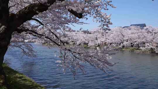 治愈白色日本樱花河流看樱花合集视频素材模板下载