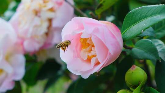 山茶花蜜蜂采蜂蜜采花蜜