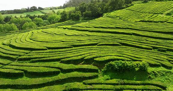 种植园，梯田，茶，绿色