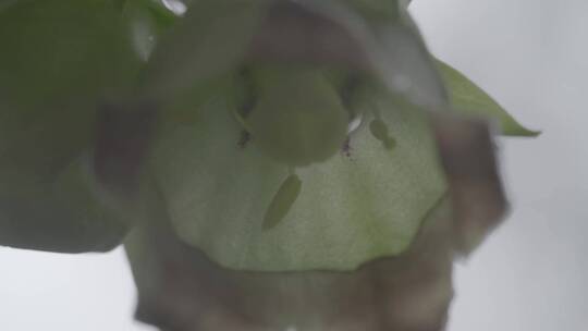 雨后唯美风铃花LOG素材