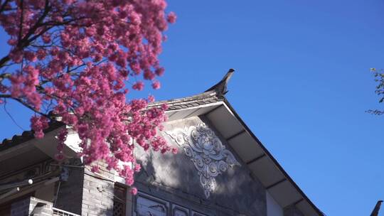 樱花屋檐