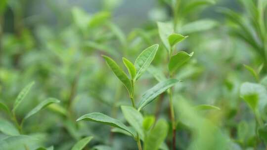 绿茶 茶叶嫩芽 茶叶基地 绿茶基地茶园茶山