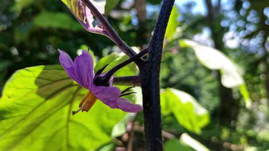 农家自种茄子花蔬菜