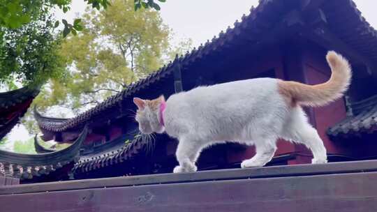 寺庙古建筑庭院行走的猫咪