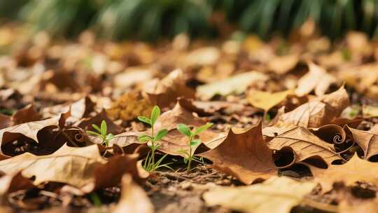枯叶中生长的嫩绿幼苗