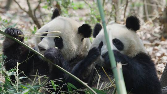 两只吃竹子的大熊猫特写视频素材模板下载