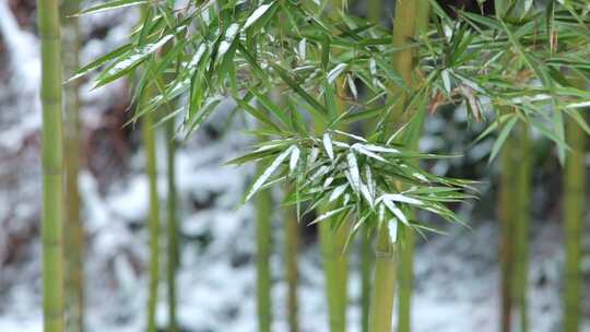 雪景竹林风吹飘动