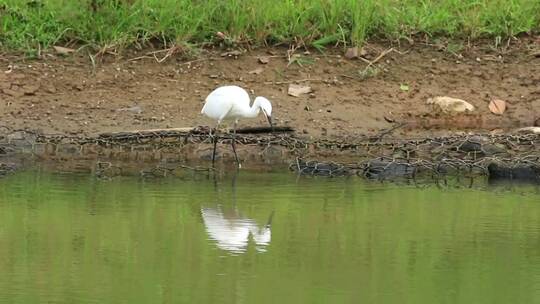 白鸟在湖边漫步