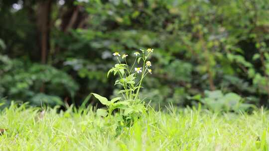 白花鬼针草