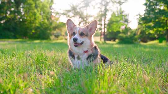 柯基犬，狗，宠物，犬