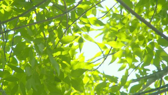 夏天阳光树叶唯美空镜头意境植物