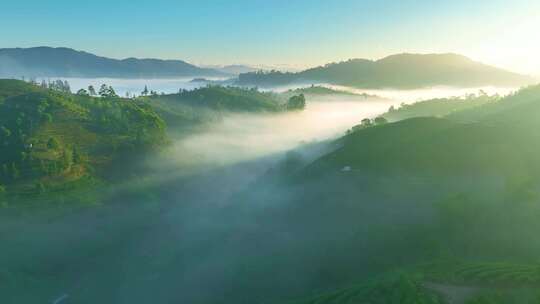 航拍云雾中的茶山