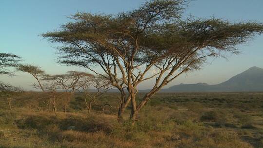 在坦桑尼亚大草原远处的梅鲁山