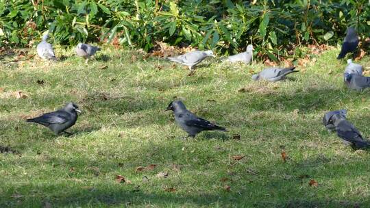 草地上的一群鸽子