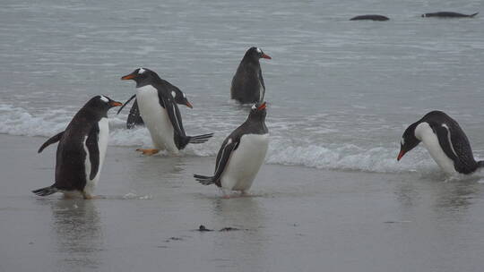 企鹅在喝海水
