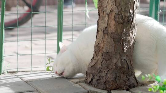 春天午后在院子里玩耍的白色宠物猫