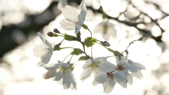 湖北武汉市东湖磨山樱花园五重塔与白色樱花