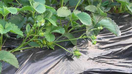 草莓园 农田 农业作物 水果 绿色植物 温室