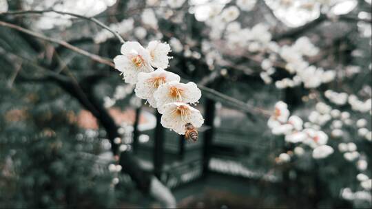 白梅花蜜蜂采蜜特写